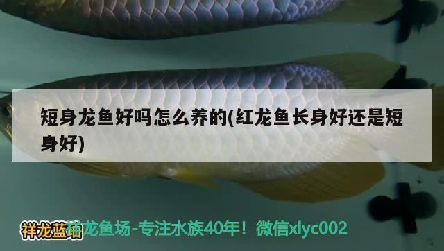 龍魚短身和正常身區(qū)別：短身型龍魚和正常身型龍魚的區(qū)別 龍魚百科 第5張