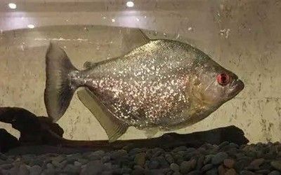 金龍魚怎么才能發(fā)色好：金龍魚發(fā)色好的方法 水族問答