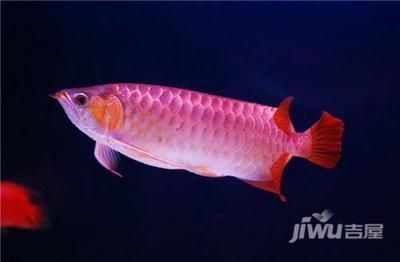 紅龍魚(yú)有什么用途和功效：紅龍魚(yú)在風(fēng)水、營(yíng)養(yǎng)、藥用和觀賞等多個(gè)方面都有其獨(dú)特的作用和價(jià)值 紅龍魚(yú)百科 第2張