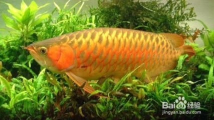 金龍魚(yú)怎么吃最好：金龍魚(yú)怎么做好吃？ 水族問(wèn)答 第1張