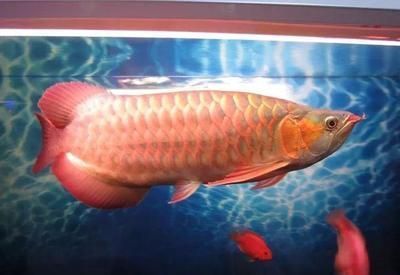 龍魚下了麻藥就死了是為什么：龍魚在被麻醉后死亡的原因 龍魚百科 第4張