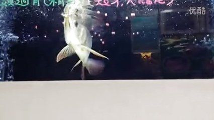 龍魚怎么訓(xùn)練吃飼料的：如何訓(xùn)練龍魚吃飼料 龍魚百科 第2張