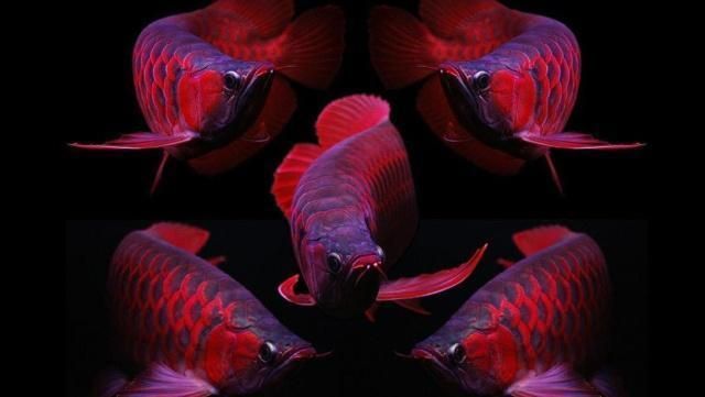 紅龍魚(yú)產(chǎn)自哪個(gè)國(guó)家的品種：新加坡紅龍魚(yú)市場(chǎng)分布，泰國(guó)紅龍魚(yú)品質(zhì)領(lǐng)先原因 紅龍魚(yú)百科 第1張