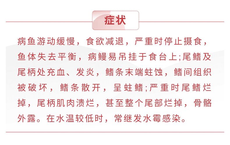 龍魚 爛尾 貼吧：龍魚爛尾怎么辦 龍魚百科 第3張