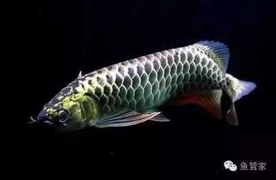 龍魚生病怎么治療最有效：常見龍魚疾病的治療方法 龍魚百科 第2張