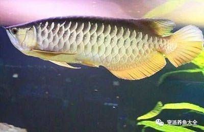 龍魚生病怎么治療最有效：常見龍魚疾病的治療方法 龍魚百科 第4張