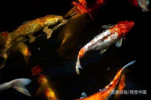 鑒別龍鳳鯉魚(yú)的誤區(qū)：如何區(qū)分龍鳳錦鯉的品種 龍魚(yú)百科 第2張