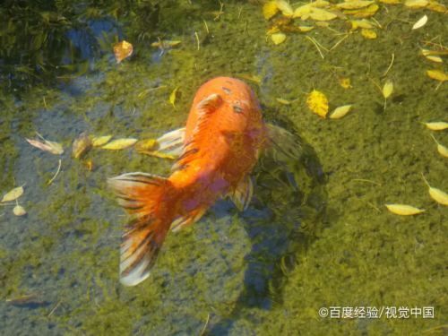 鑒別龍鳳鯉魚(yú)的誤區(qū)：如何區(qū)分龍鳳錦鯉的品種 龍魚(yú)百科 第3張