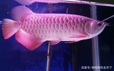 龍魚全身長白點(diǎn)是什么魚：龍魚全身長白點(diǎn)是一種常見魚類疾病，龍魚白點(diǎn)病的隔離措施 龍魚百科 第1張