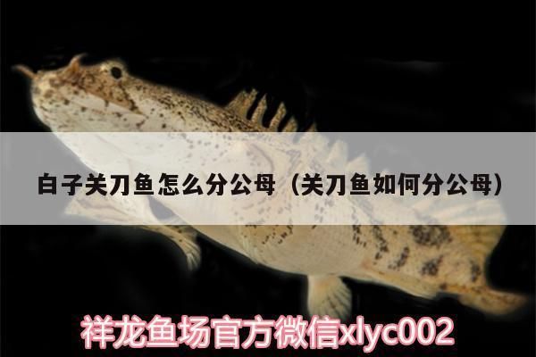 金龍魚怎么分好壞：關(guān)于金龍魚的問題 水族問答 第2張