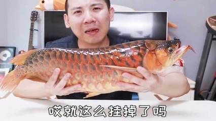 紅龍魚不紅發(fā)黃為什么會(huì)死：紅龍魚不紅發(fā)黃是怎么回事 紅龍魚百科 第2張