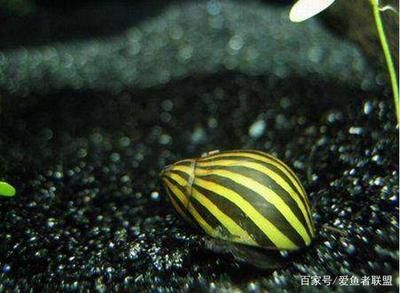 金龍魚怎么畫?：-金龍魚的繪畫技巧有哪些 水族問答 第2張