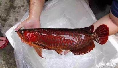 紅龍魚(yú)的底色怎么挑選：紅龍魚(yú)飼料選擇指南 紅龍魚(yú)百科 第4張