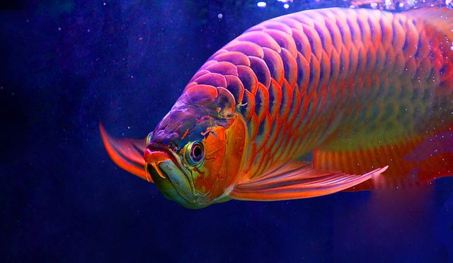 紅龍魚買多大的好：如何選擇合適的魚缸 紅龍魚百科 第5張