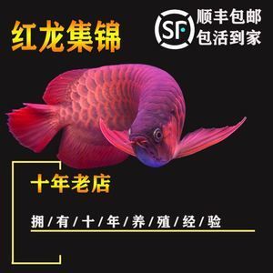 紅龍魚活體魚怎么養(yǎng)活：養(yǎng)殖紅龍魚需要注意以下幾個方面 紅龍魚百科 第1張