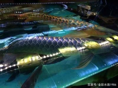 龍魚養(yǎng)倆條為什么打架：龍魚養(yǎng)兩條打架的原因 龍魚百科 第4張