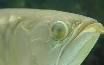 龍魚疾病大全視頻圖片：龍魚常見疾病及其癥狀、治療方法，龍魚白點(diǎn)病的日常護(hù)理要點(diǎn) 龍魚百科 第5張