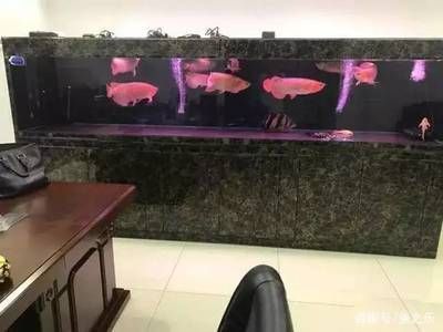 龍魚魚缸品牌十大排名最新圖片：龍魚魚缸品牌排行榜 龍魚百科 第3張