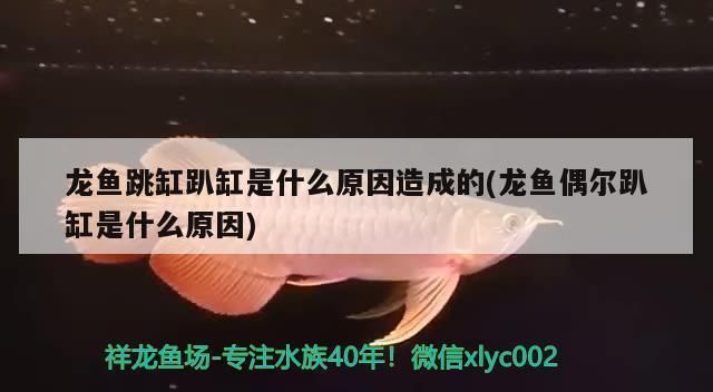 龍魚做眼睛手術多少錢一次：龍魚眼睛手術的費用 龍魚百科 第5張