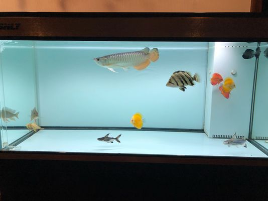 龍魚只吃飼料可以嗎：龍魚可以只吃飼料嗎 龍魚百科 第2張