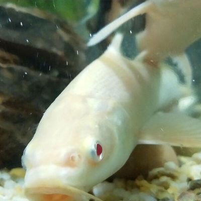 銀龍魚(yú)苗日常護(hù)理全攻略：如何判斷銀龍魚(yú)苗健康狀態(tài)，銀龍魚(yú)苗飼料選擇指南，銀龍魚(yú)苗繁殖技巧分享 龍魚(yú)百科 第3張