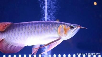 龍魚豎著是怎么回事：龍魚豎著游怎么辦 龍魚百科 第2張