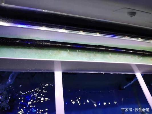 金龍魚怎么生小魚?：金龍魚的繁殖方式和注意事項(xiàng) 水族問答 第2張