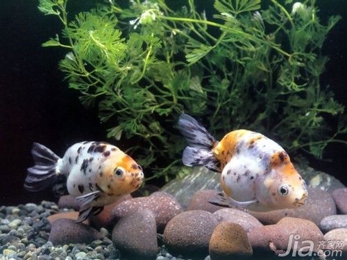 水族箱過濾器品牌歷史對(duì)比：水族箱過濾器品牌歷史和排名