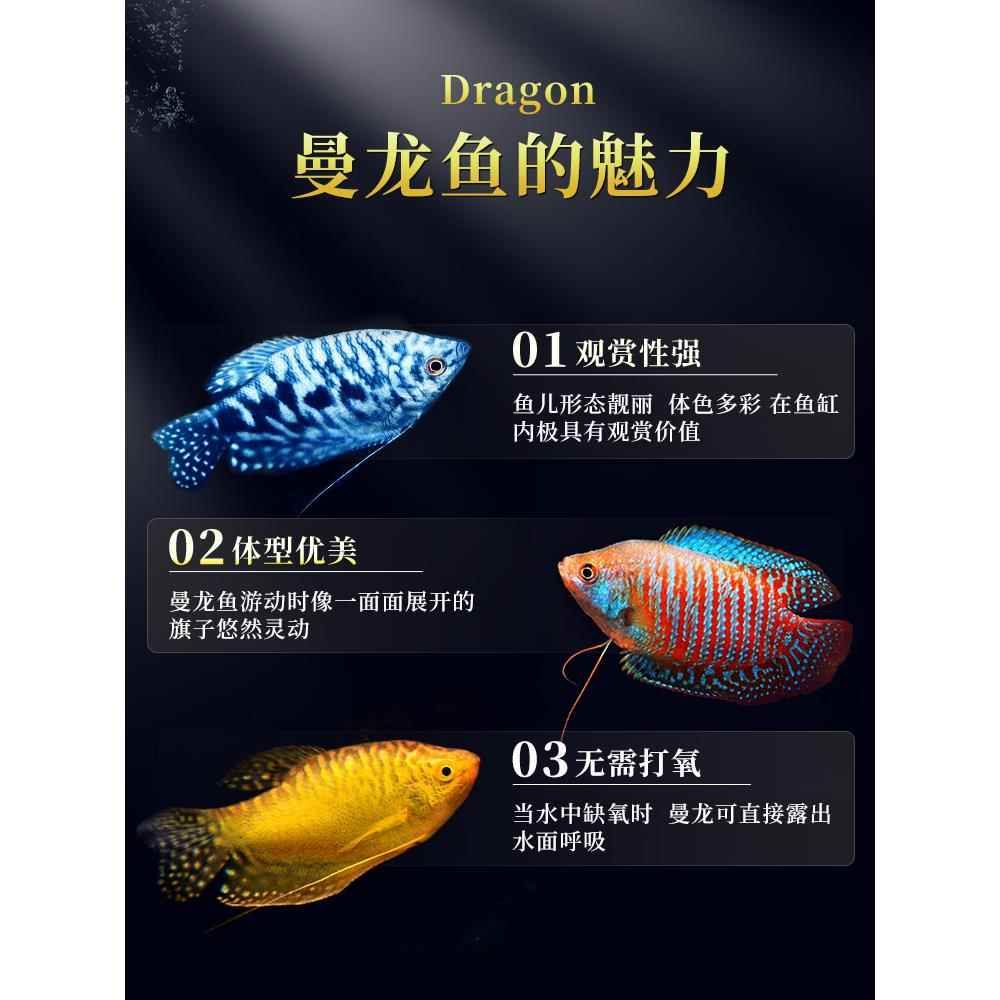 龍魚耐活嗎：龍魚的耐活性受到多種因素的影響