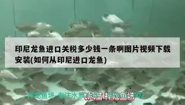 龍魚進(jìn)口多少錢一條啊視頻：關(guān)于龍魚進(jìn)口多少錢一條龍魚進(jìn)口多少錢一條 龍魚百科 第1張