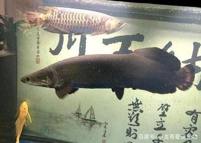 龍魚是淡水魚嗎為什么那么貴：龍魚的價格昂貴是由于其稀有性、血統(tǒng)和良好的品種共同作用的結果 龍魚百科 第2張