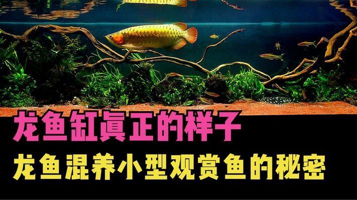 龍魚缸配什么魚好看：龍魚缸如何搭配 龍魚百科 第1張