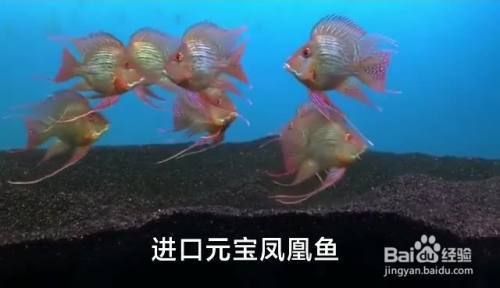 龍魚和鳳魚 龍魚百科 第4張