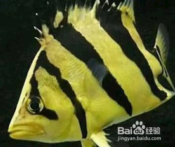 龍魚和鳳魚 龍魚百科 第5張