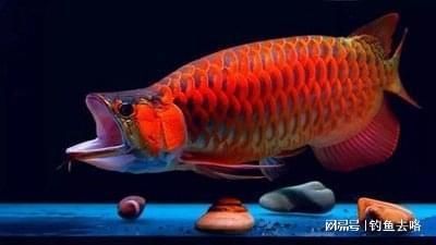 龍魚是金魚嗎：金魚與龍魚的區(qū)別 龍魚百科 第3張