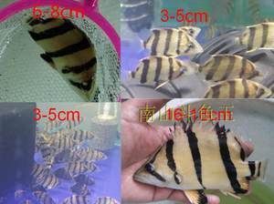 40公分的紅龍魚(yú)價(jià)格：40公分紅龍魚(yú)40公分紅龍魚(yú)價(jià)格受到多種因素影響 龍魚(yú)百科 第2張