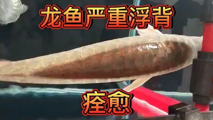 龍魚(yú)浮背一般多久會(huì)好：如何判斷龍魚(yú)浮背的嚴(yán)重程度 龍魚(yú)百科 第1張