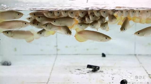 龍魚吃活食怎么改口：如何通過調整龍魚的食物類型來改善它們的飲食習慣 龍魚百科 第1張