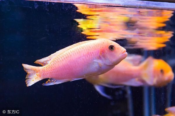 龍魚白色：白色龍魚與白色龍魚的區(qū)別 龍魚百科 第5張