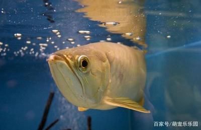 龍魚食量大：關(guān)于龍魚食量的一些詳細信息 龍魚百科 第3張