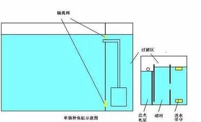 金龍魚怎樣分公母圖解：如何判斷金龍魚的性別？ 水族問答 第1張