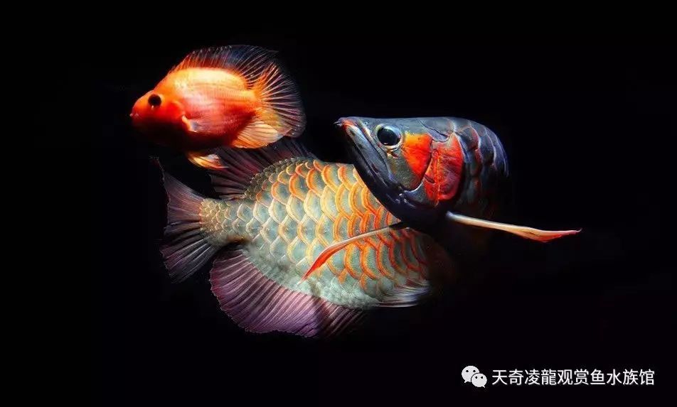 銀龍魚食物清潔消毒方法：銀龍魚的食物清潔消毒方法 龍魚百科 第5張