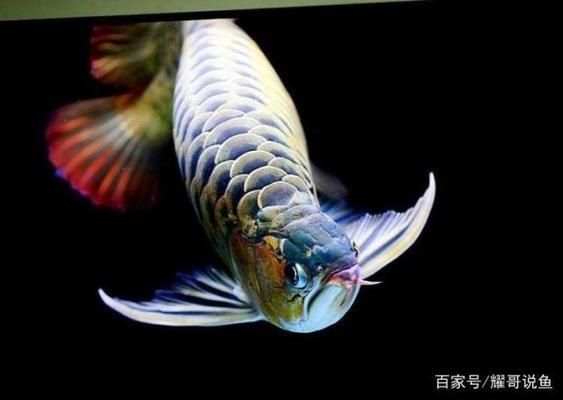 龍魚是熱帶魚嗎為什么：龍魚是熱帶魚嗎？ 龍魚百科 第4張