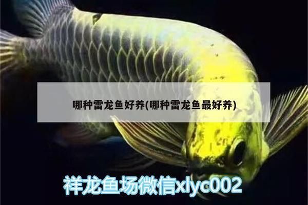 野彩魚最佳生長水溫：龍魚與七彩神仙魚的最佳生長水溫 龍魚百科 第2張