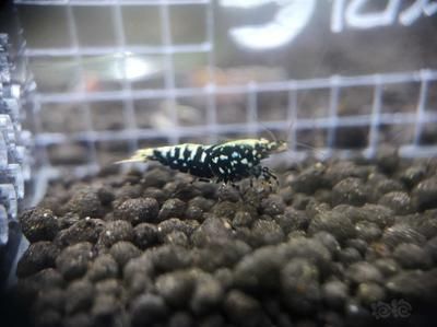 星鉆魚幼年期最佳飼料選擇：星鉆魚幼年期最佳飼料選擇是人工飼料或動物性餌料 龍魚百科 第3張