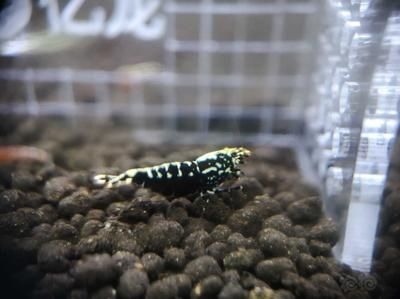 星鉆魚幼年期最佳飼料選擇：星鉆魚幼年期最佳飼料選擇是人工飼料或動物性餌料 龍魚百科 第5張