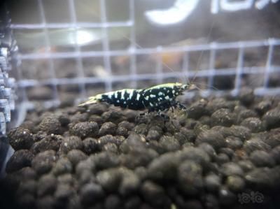 星鉆魚幼年期最佳飼料選擇：星鉆魚幼年期最佳飼料選擇是人工飼料或動物性餌料 龍魚百科 第4張