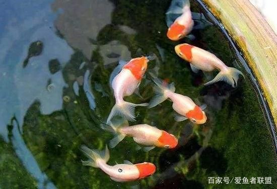 水族箱布置對幼魚的影響：水族箱布置對幼魚的影響是多方面的，水族箱布置對幼魚的影響 龍魚百科 第3張