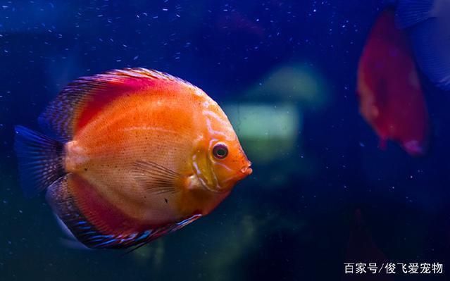 水族箱布置對幼魚的影響：水族箱布置對幼魚的影響是多方面的，水族箱布置對幼魚的影響 龍魚百科 第4張