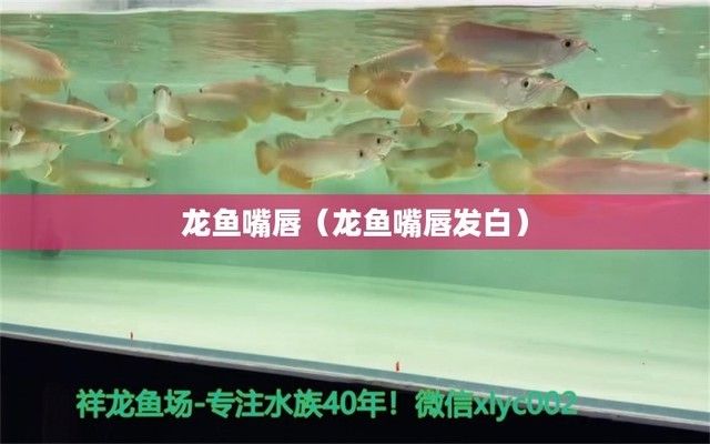 龍魚疾病圖解大全及治療圖片及價(jià)格：龍魚常見疾病及其治療圖片及價(jià)格信息 龍魚百科 第1張